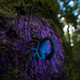 A small scorpion in Madagascar glows under UV light.